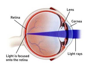 Rendering of an eye showing various areas